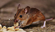 24 Hour & Emergency Exterminators in Virginia Bch, VA
